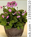 Primula 139399610