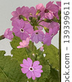 Primulae flower 139399611