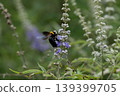 A bumblebee (yellow-breasted bumblebee) sucking nectar from a flower. 139399705