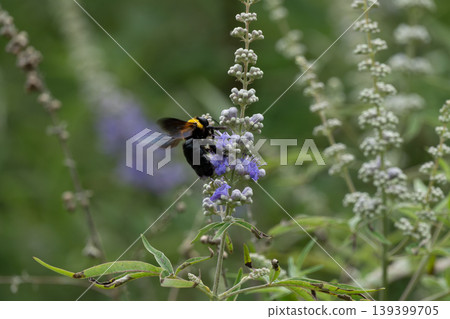 A bumblebee (yellow-breasted bumblebee) sucking nectar from a flower. A bumblebee (yellow-breasted bumblebee) sucking nectar from a flower. 139399705