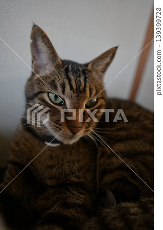 Kijitora cat up Kijitora cat up 139399728