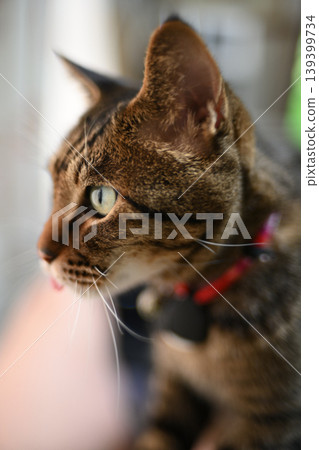 Kijitora cat up Kijitora cat up 139399734