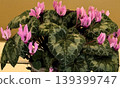 Cyclamen belladium 139399747