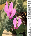 Cyclamen belladium flowers 139399748