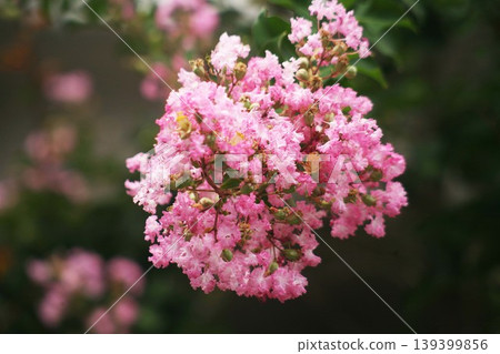 Culverberry粉紅色的花 139399856