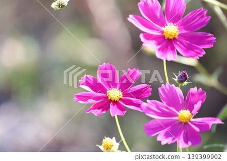 Pink Cosmos Pink Cosmos 139399902
