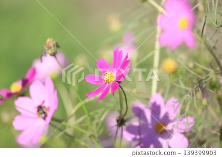 Pink Cosmos Pink Cosmos 139399903