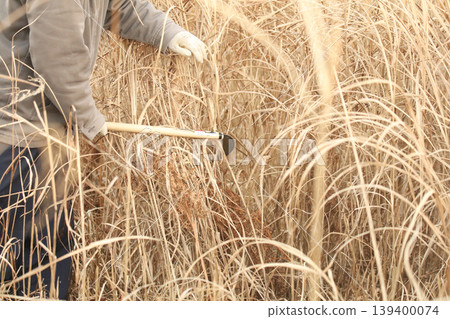 Cutting thatch Cutting thatch 139400074