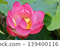 Landscape with lotus flowers 139400116