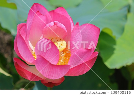 Landscape with lotus flowers Landscape with lotus flowers 139400116