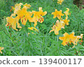 Lily flower 139400117