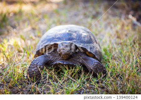 Gopher tortoise Gopher tortoise 139400124