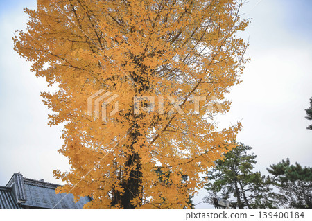 Yellow Leaves at Himuro Shrine in Nara Nov 27 2025 Yellow Leaves at Himuro Shrine in Nara Nov 27 2025 139400184