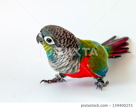 Crimson bellied conure parrot on the white background Crimson bellied conure parrot on the white background 139400255