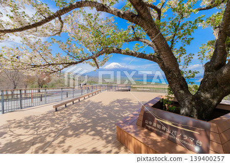 Yamanakako Panorama Platform, Yamanaka Prefecture: Spring scenery of Mt. Fuji and cherry blossoms. Yamanakako Panorama Platform, Yamanaka Prefecture: Spring scenery of Mt. Fuji and cherry blossoms. 139400257