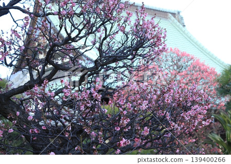 Red and white plum blossoms at Ryugeji Temple in Kanazawa Hakkei 139400266