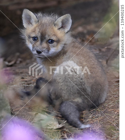 Red fox baby portrait in the forest, Canada Red fox baby portrait in the forest, Canada 139400285