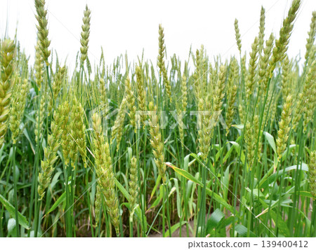 Wheat field Wheat field 139400412