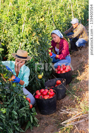 Three plantation workers harvesting tomatoes Three plantation workers harvesting tomatoes 139400564