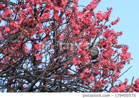 金澤八景龍華寺的紅梅花 金澤八景龍華寺的紅梅花 139400578