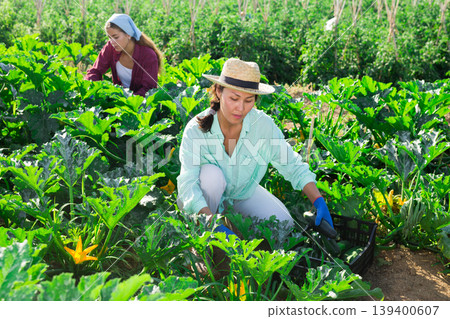 Two women farmers, collect the harvest of ripe zucchini, putting them in crates 139400607