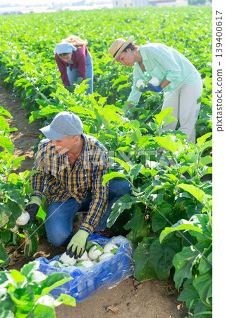 Experienced farm worker gathering crop of white eggplants Experienced farm worker gathering crop of white eggplants 139400617