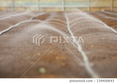 Watering a field with irrigation tubes. 139400643