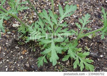 Long-headed poppy leaves Long-headed poppy leaves 139400702