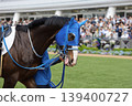 A racehorse with a determined expression in the paddock. 139400727