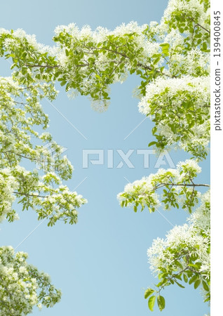 Sky with Korean white lilac trees and a copy space Sky with Korean white lilac trees and a copy space 139400845