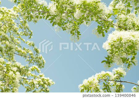 Sky with Korean white lilac trees and a copy space 139400846
