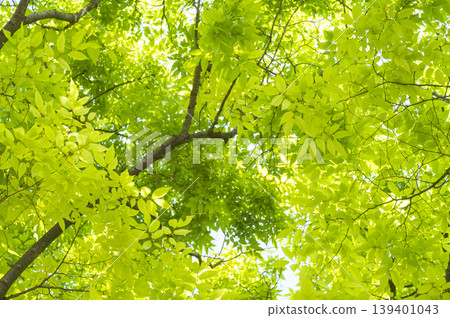 Refreshing green-leaved Marronnier tree Refreshing green-leaved Marronnier tree 139401043