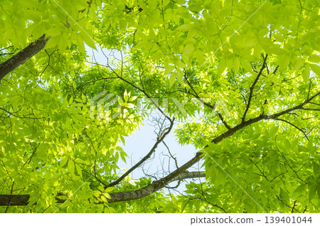 Refreshing green-leaved Marronnier tree 139401044