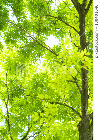 Refreshing green-leaved Marronnier tree 139401046