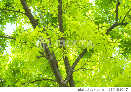 Refreshing green-leaved Marronnier tree Refreshing green-leaved Marronnier tree 139401047
