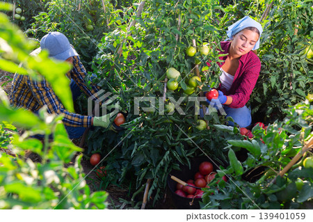 Man and girl picking ripe tomatoes Man and girl picking ripe tomatoes 139401059