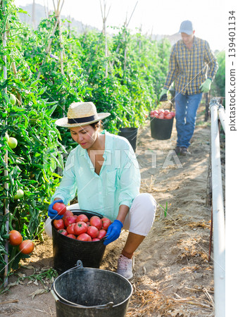 Asian female farm worker gathering crop of pink tomatoes Asian female farm worker gathering crop of pink tomatoes 139401134