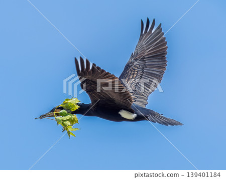 Flying cormorant 139401184