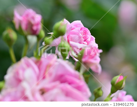 Pink rose and back blur Pink rose and back blur 139401270