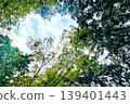 Sky peeking through the forest 139401443