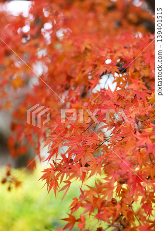 Maple leaves which turned red leaves Maple leaves which turned red leaves 139401515