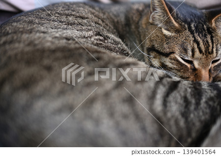 Sleeping cat, pheasant cat Sleeping cat, pheasant cat 139401564