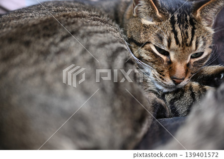 Sleeping cat, pheasant cat Sleeping cat, pheasant cat 139401572