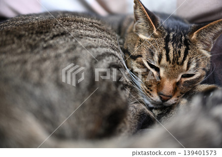 Sleeping cat, pheasant cat 139401573