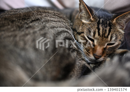 Sleeping cat, pheasant cat Sleeping cat, pheasant cat 139401574