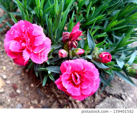 A spring flowerbed scene featuring vibrant pink carnations, some just beginning to bloom and others still in bud. 139401582