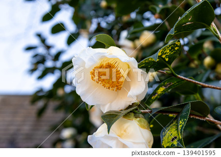 White camellia White camellia 139401595