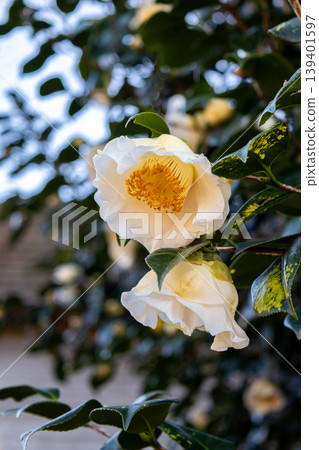 White camellia 139401597