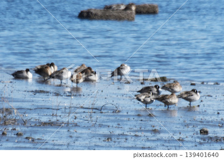 河口的鳥 河口的鳥 139401640