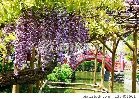 Wisteria trellis 139401661